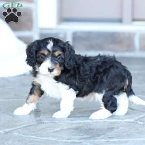 Saylor, Cavapoo Puppy